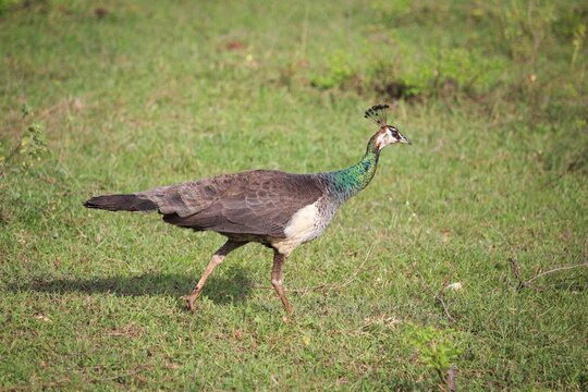 Female Peafowl Walking Through Green Grassland