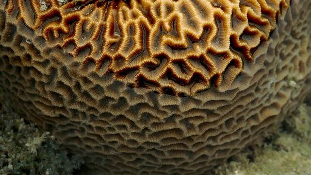 Detailed Close Up of Massive Brain Coral Texture