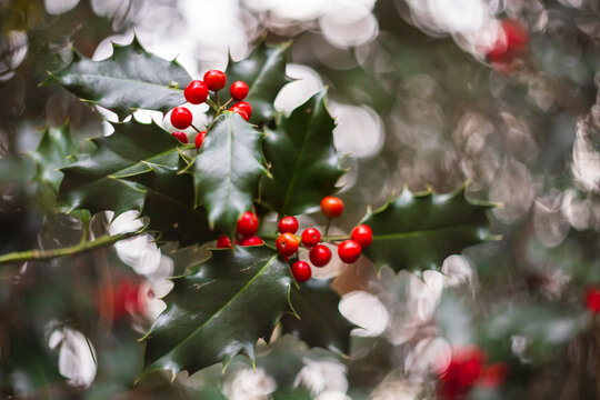 Christmas holly with red berries against blurred branches
