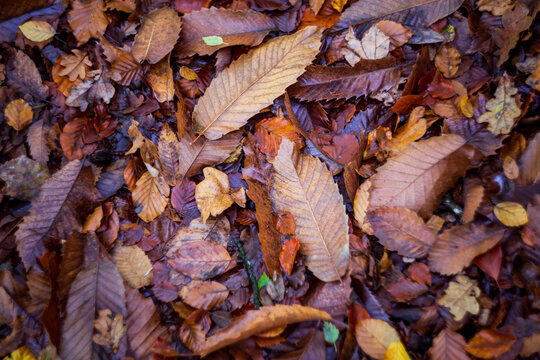 Damp, brown fallen autumn leaves serving as an autumnal backdrop