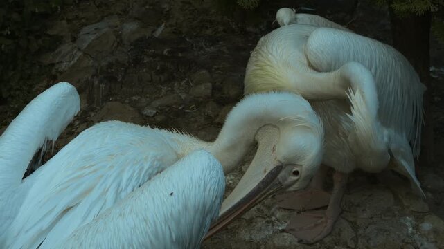 Three white pelicans with curved necks resting on rocky ground under soft cool light, tight close-up showing layered plumage, long beaks, calm natural texture, and intimate wildlife detail