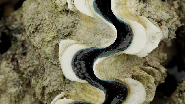 Giant Clam Mantle Visible Inside Closed Shell at Low Tide

