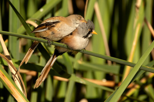 Female Bearded reedling stroking the male's head in a wetland at first light