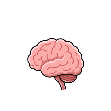Human brain anatomy side view medical cartoon vector icon