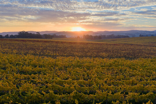 Aerial view of a golden sunset over colourful grapevines in a vineyard
