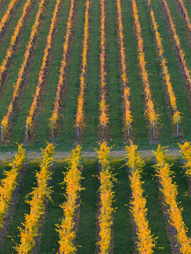 Aerial view over rows of grapevines with golden leaves in a hillside vineyard