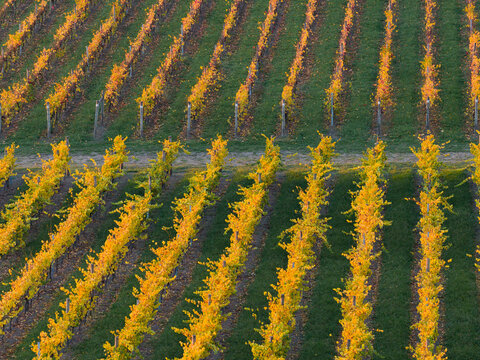 Aerial view over rows of grapevines with golden leaves in a hillside vineyard
