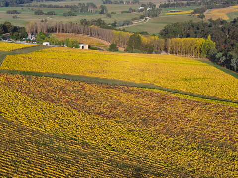 Aerial view of a hillside vineyard with grapevines covered in golden Autumn leaves