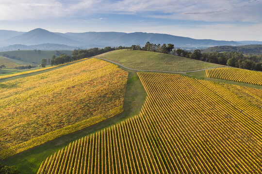 Aerial view of a hillside vineyard with grapevines covered in golden Autumn leaves