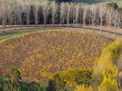 Aerial view of golden poplar trees planted in rows winding around a vineyard of colourful grapevines