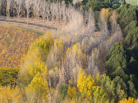 Aerial view of golden poplar trees planted in rows winding around a vineyard of colourful grapevines
