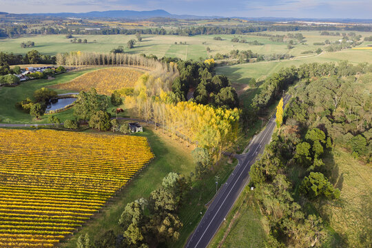 Aerial view of golden vineyards and poplar trees alongside a country road
