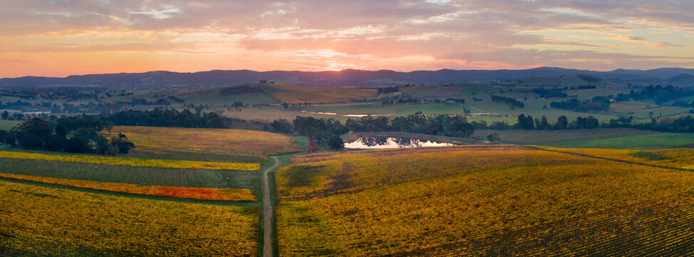 Aerial panorama view of a golden sunset over colourful grapevines in a vineyard
