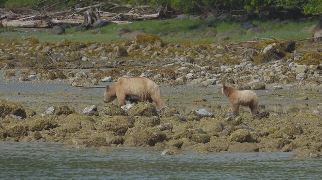 A rare white Kermode spirit bear and her cub explore a rocky coastal beach for food. Authentic wildlife behavior in the Great Bear Rainforest for sustainability and nature documentaries.