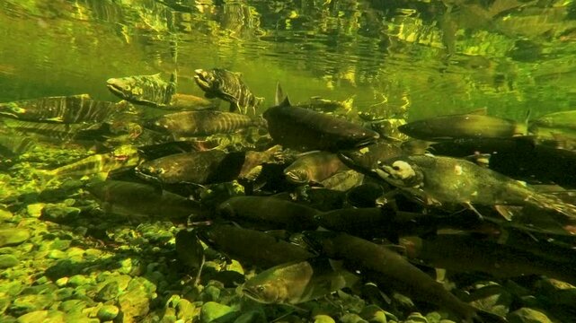 A cinematic underwater shot of a large school of salmon migrating and spawning in a shallow, clear river. Captures authentic wildlife behavior and sustainability in nature.