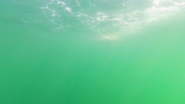 Cinematic underwater shot of marine life moving through green coastal waters. Suitable for sustainability and marine biology documentaries.