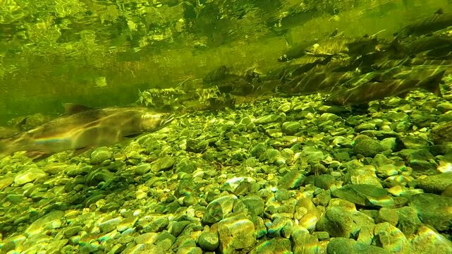 Cinematic underwater shot of wild salmon swimming against the current in a rocky riverbed. Highlighting sustainability and natural ecosystem wellness.