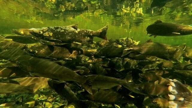 A large school of salmon swims upstream in a shallow, sunlit river. Authentic wildlife scene showing the natural migration and spawning cycle for environmental and sustainability concepts.