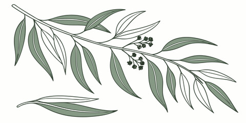 Set of 50 eucalyptus leaves, green and gray, isolated on white background, green leaves gray leaves botanical isolated leaves © Mamun
