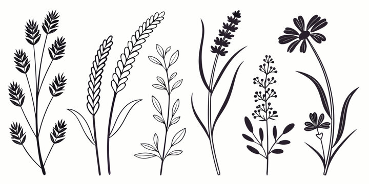 Detailed botanical line set of 40 wildflowers with white background, botanical line white, background flora
