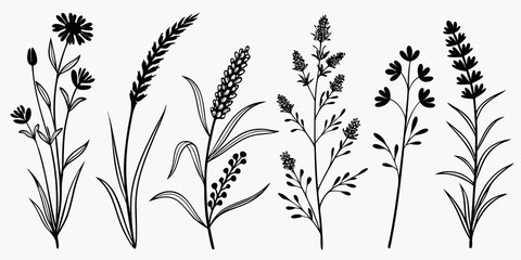 Set of 40 botanical wildflower line on white background, wildflowers line white background, nature flora © Mamun