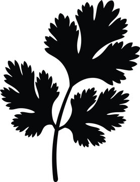 Silhouette design featuring a fresh cilantro herb leaf sprig vector
