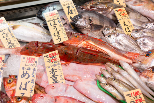魚屋　市場　鮮魚売り場