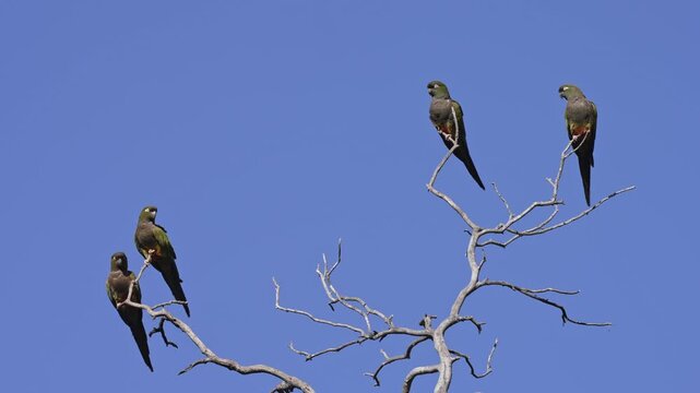 Four barranquero parrots (Cyanoliseus patagonus) rest and interact on a leafless tree against a clear blue sky, useful for wildlife behavior or South American nature themes.