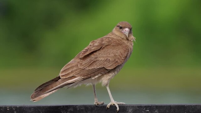 Young chimango caracara balances on a dark railing against a soft green background, offering a clear side profile for wildlife and ornithology content.