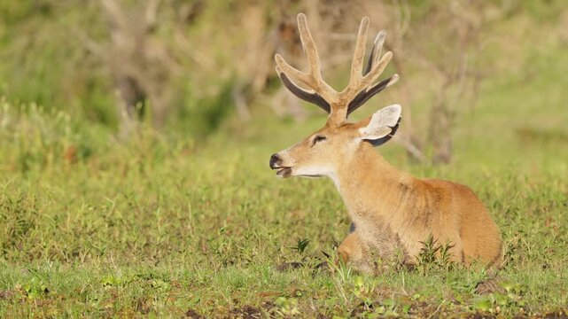 Male marsh deer with antlers in velvet rests in lush grass at Ibera Wetlands in Argentina, calm and alert in natural habitat for wildlife and conservation themes.