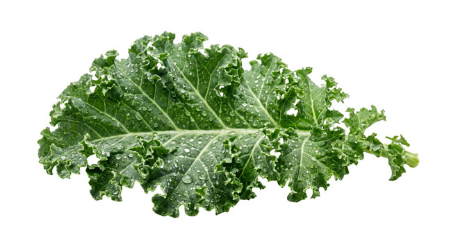 Fresh green kale leaf with water droplets on a white background