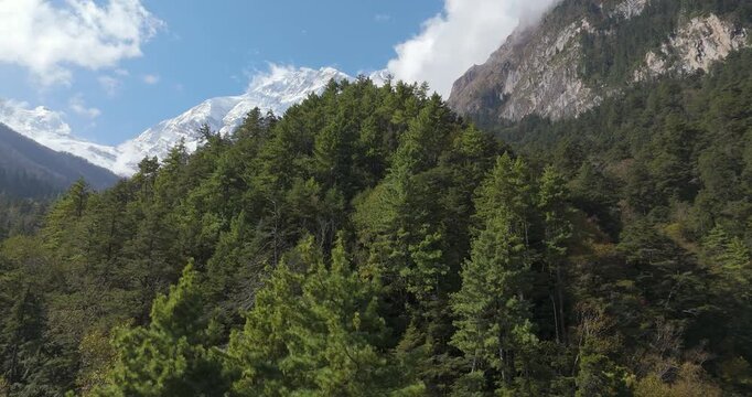 Annapurna Circuit Nepal, aerial glide shot, a dense green pine forest canopy in the foreground with a massive snow-covered mountain face and glaciers of Annapurna II peak towering under a blue sky wit