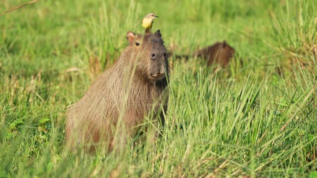 Capybara (Hydrochoerus hydrochaeris) sits in tall green grass while a cattle tyrant bird rests on its head, with another capybara grazing in the background in natural habitat.