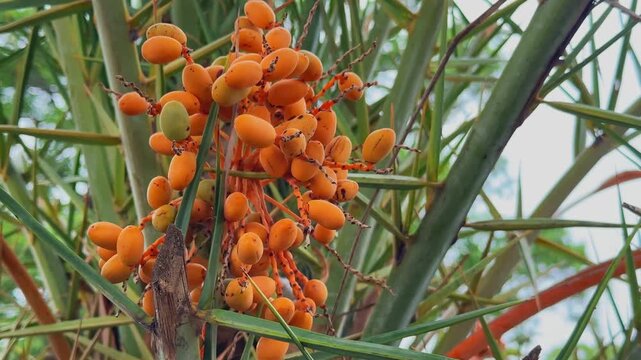 Detailed closeup of a ripening fruit cluster on a wild date palm, showcasing vibrant orange dates growing naturally among palm fronds in daylight.