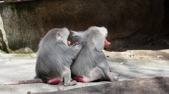 Hamadryas baboon, papio hamadryas, sitting together and grooming each other. Papio hamadryas is a species of baboon