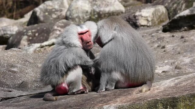 Hamadryas baboon, papio hamadryas, sitting together and grooming each other. Papio hamadryas is a species of baboon