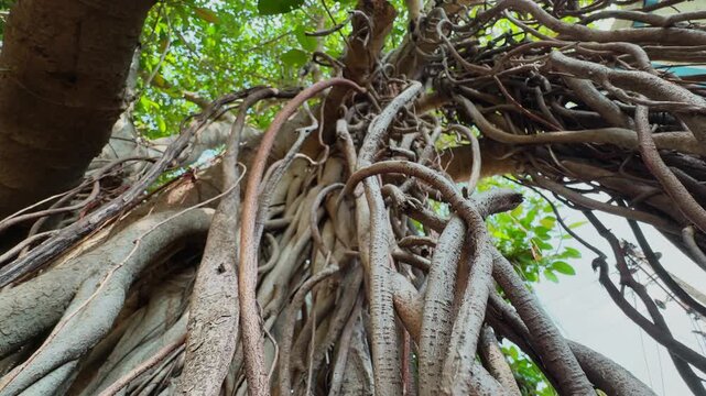 Camera jib down revealing intertwined aerial roots of a mature banyan tree with dense foliage creating a dramatic tropical forest scene