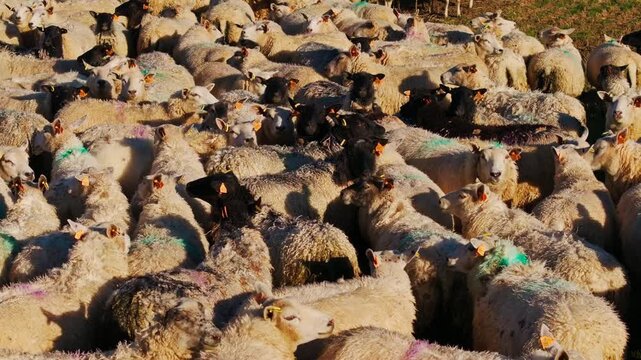 Drone slides right, black headed sheep standing out within dense marked flock