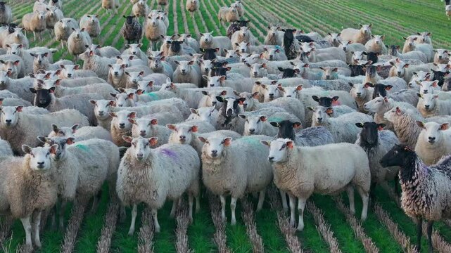Slow drone slides right as sheep symbolize people blindly following the crowd