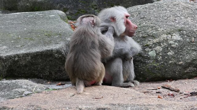 Hamadryas baboon, papio hamadryas, sitting together and grooming each other. Papio hamadryas is a species of baboon