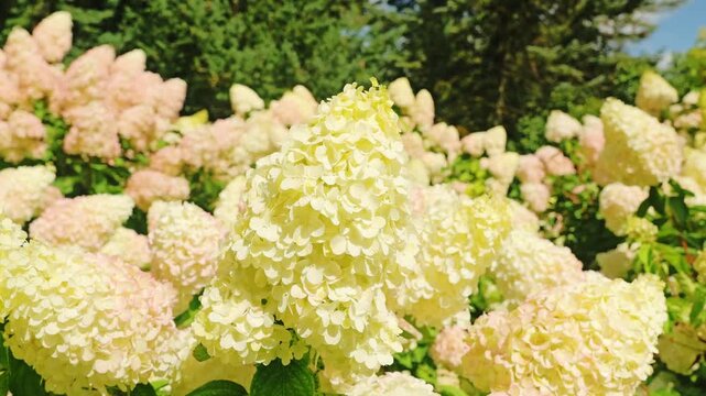 Close-up of blooming white hydrangea flowers in vibrant summer garden landscape