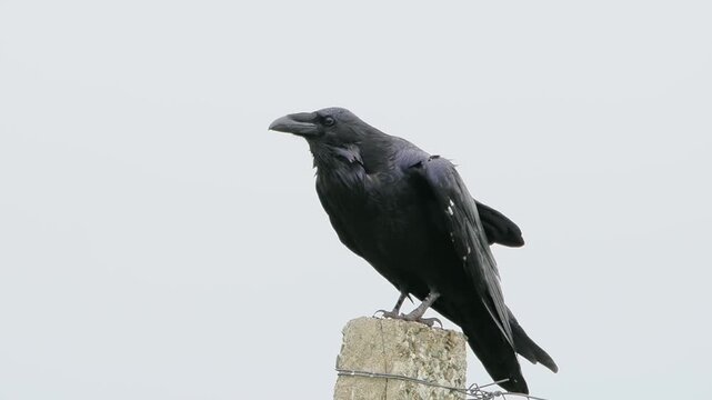 Wild black raven perched on a concrete post with open beak cawing against a clear overcast sky background.