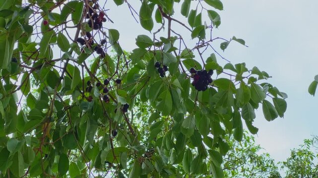 Close up view of ripe jamun fruits hanging from leafy branches gently swaying in natural daylight during the tropical fruiting season