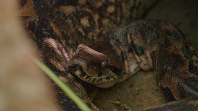 4K close up footage of an endemic Madagascar Ground Boa in the blue phase of ecdysis with opaque cloudy eyes in Lokobe National Park, Nosy Be.