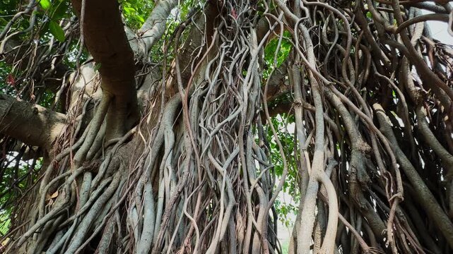 Pushing in shot highlighting dense aerial roots of a mature banyan tree showcasing intricate textures and tropical woodland beauty