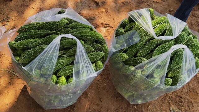 Tracking shot of freshly harvested bitter gourds packed in bags and ready for transport to the market during the soft early morning light