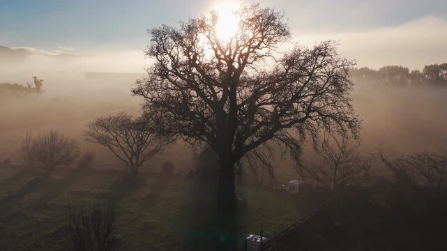 A majestic oak tree stands silhouetted against the rising sun on a foggy morning in Carterton,  New Zealand. The ethereal mist blankets the rolling hills, creating a serene and picturesque landscape.