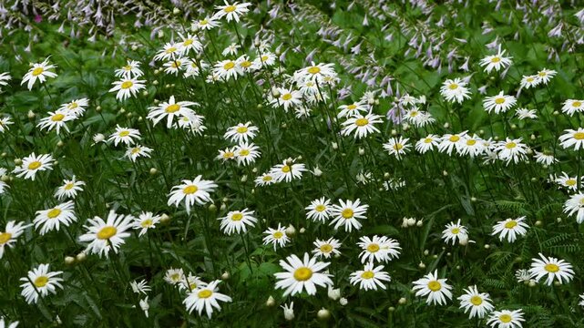 Close up of blooming white daisies gently swaying in breeze. Bright summer flowers create cheerful natural background, wellness and nature.