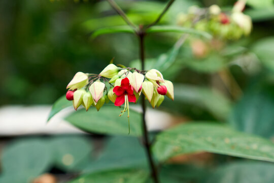 Clerodendrum