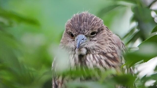 Extreme close-up portrait of a wild juvenile black crowned night heron hiding amidst lush green foliage, staring directly at the camera.